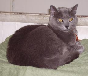 Photo of Nermal