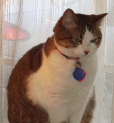 Photo of Shadow