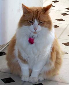 Photo of Sunny
